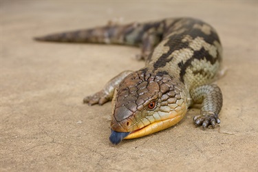 Blue-tongued lizard