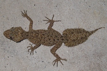 Broad-tailed gecko