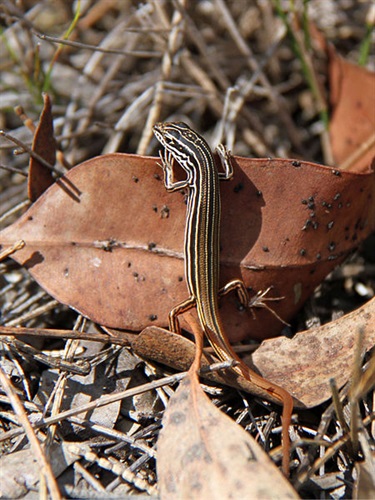 Copper-tailed skink