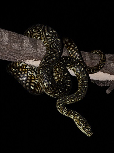 Diamond python (©Jayden Walsh)