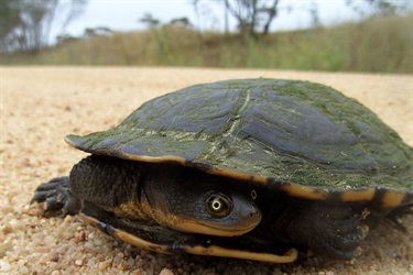 Eastern long-necked turtle