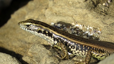 Eastern water skink