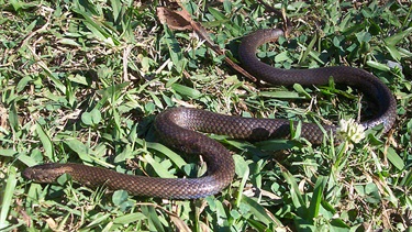 Golden crowned snake