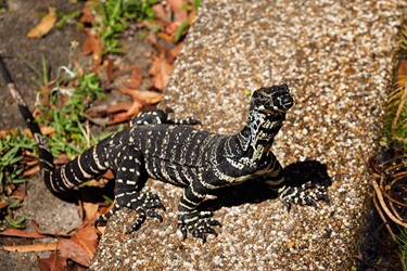 Lace monitor (© Bob Trlin)