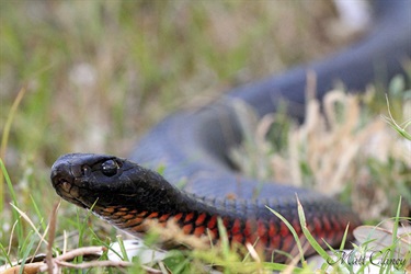 Red-bellied black snake