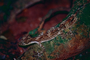 Southern leaf-tailed gecko