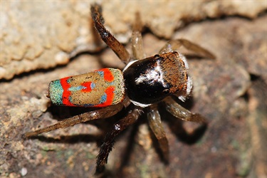 Common peacock spider – Maratus pavonis