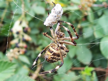 Garden orb weaving spider – Eriophora sp