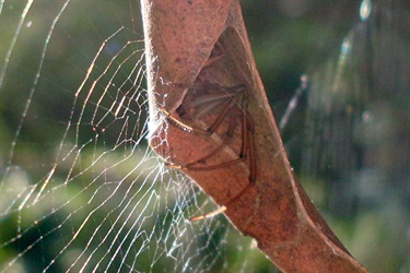 Leaf curling spider – Phonognatha sp