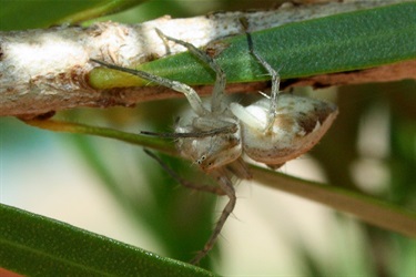 Lynx spiders – e.g. Oxyopes mundulus
