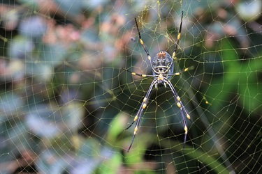 Golden orb weaver – Nephila plumipes