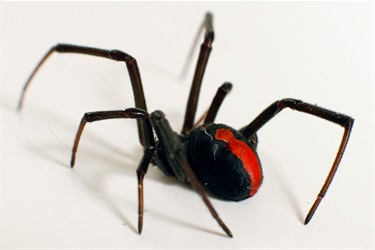 Red back - Latrodectus hasselti