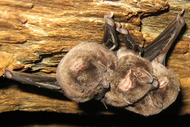 Eastern bent wing bats