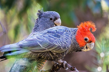 Gang gang cockatoo