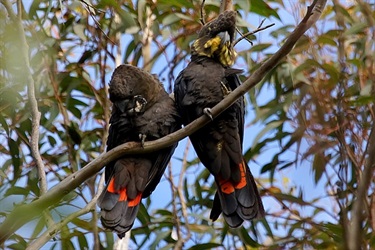 Glossy black cockatoo