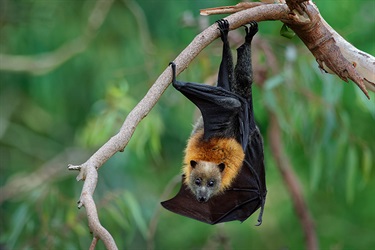 Grey-headed flying fox