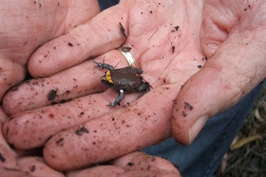 Red-crowned toadlet