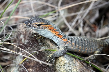 Rosenbergs goanna