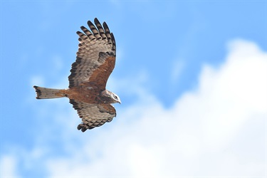 Square-tailed kite