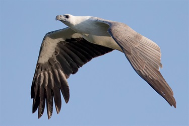 White-bellied sea eagle