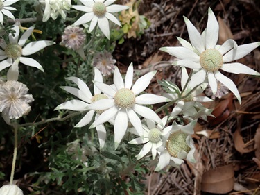 Actinotis helianthi – Flannel flower