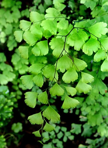 Adiantum aethiopicum – Maidenhair fern