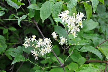 Clematis aristata – Old man’s beard (Travellers joy)