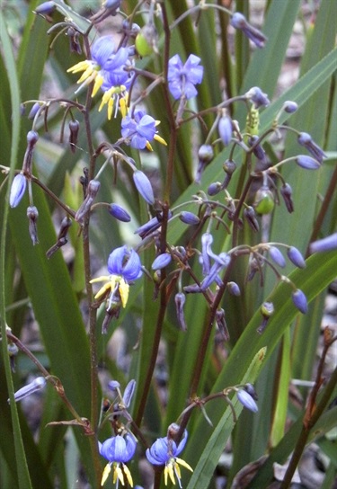 Dianella caerulea – Blue flax lily