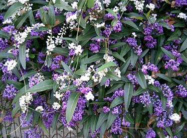 Hardenbergia violacea – False sarsparilla