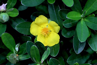 Hibbertia scandens –Golden guinea flower