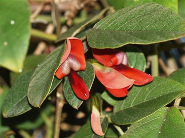 Kennedia rubicunda – Dusky coral pea