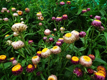 Xerochrysum bracteatum – Golden everlasting