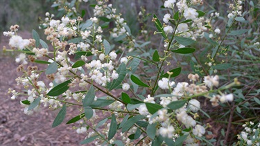 Acacia myrtifolia – Myrtle wattle