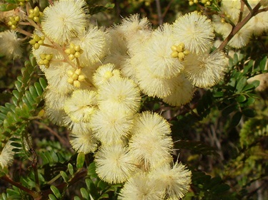 Acacia terminalis – Sunshine wattle