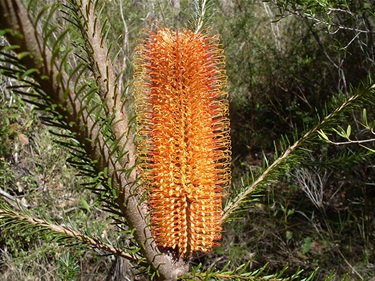 Banksia ericifolia – Heath-leaved bankisa