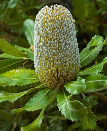 Banksia serrata – Old man banksia