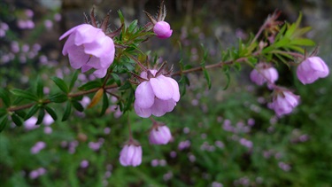 Bauera rubioides – River rose