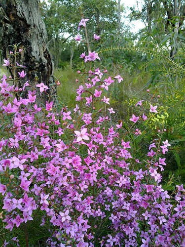 Boronia ledifolia – Sydney boronia