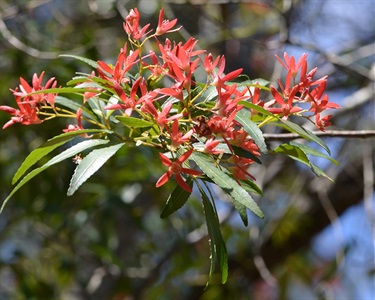 Ceratopetalum gummiferum – Christmas bush