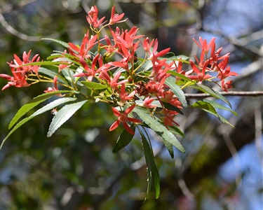 Ceratopetalum gummiferum – Christmas bush