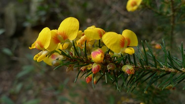 Dillwynia retorta – Heathy parrot pea