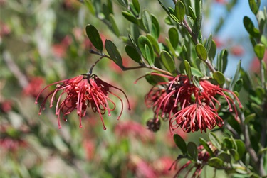 Grevillea speciosa – Red spider flower