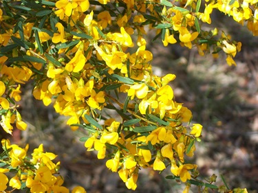 Pultenaea flexilis – Graceful bush pea