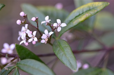Zieria smithii – Sandfly zieria