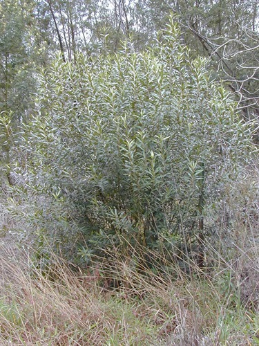 African olive - Olea europaea subsp. cuspidata