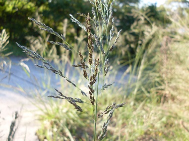 African lovegrass - Eragrostis curvula