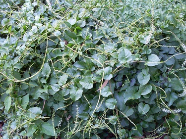 Madeira vine - Anredera cordifolia