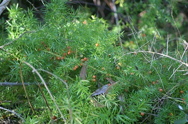 Asparagus weeds - Asparagus aethiopicus