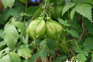 Balloon Vine - Cardiospermum grandiflorum