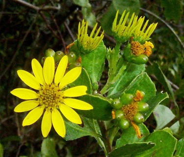 Boneseed - Chrysanthemoides moniliferasubsp. monilifera